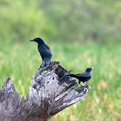 Carib Grackle